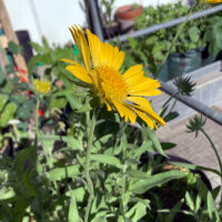 Yellow Blanket Flower Aurea Pura (Gaillardia aristata) seeds