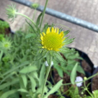 Yellow Blanket Flower Aurea Pura (Gaillardia aristata) seeds