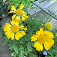 Yellow Blanket Flower Aurea Pura (Gaillardia aristata) seeds