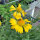 Yellow Blanket Flower Aurea Pura (Gaillardia aristata) seeds