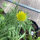 Yellow Blanket Flower Aurea Pura (Gaillardia aristata) seeds