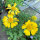 Yellow Blanket Flower Aurea Pura (Gaillardia aristata) seeds