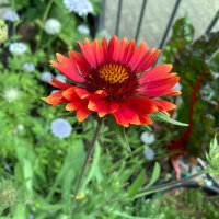 Orange Blanket Flower Tokajer (Gaillardia aristata) seeds