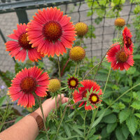 Orange Blanket Flower Tokajer (Gaillardia aristata) seeds