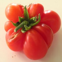 Voyage Tomato (Solanum lycopersicum)
