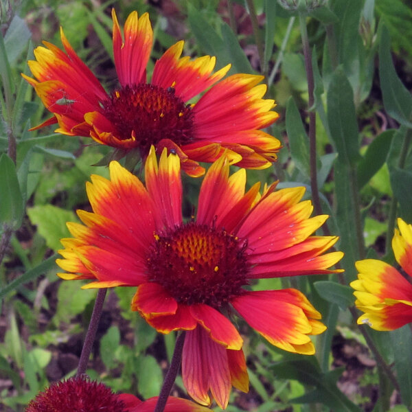 Bicoloured Blanket Flower Bremen (Gaillardia aristata) seeds