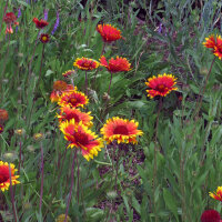Bicoloured Blanket Flower Bremen (Gaillardia aristata) seeds
