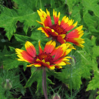 Bicoloured Blanket Flower Bremen (Gaillardia aristata) seeds