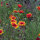 Bicoloured Blanket Flower Bremen (Gaillardia aristata) seeds