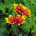 Bicoloured Blanket Flower Bremen (Gaillardia aristata) seeds