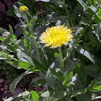Pale Yellow Pot Marigold Lemon Cream (Calendula...