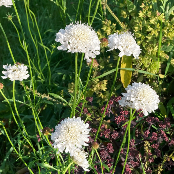 White Sweet Scabious Double White (Scabiosa atropurpurea) seeds