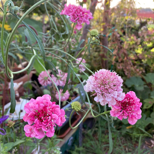 Pink Sweet Scabious Double Salmon Rose (Scabiosa atropurpurea) seeds