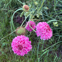 Pink Sweet Scabious Double Salmon Rose (Scabiosa atropurpurea) seeds