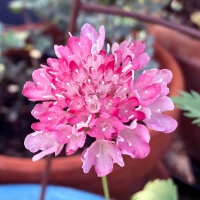 Pink Sweet Scabious Double Salmon Rose (Scabiosa atropurpurea) seeds