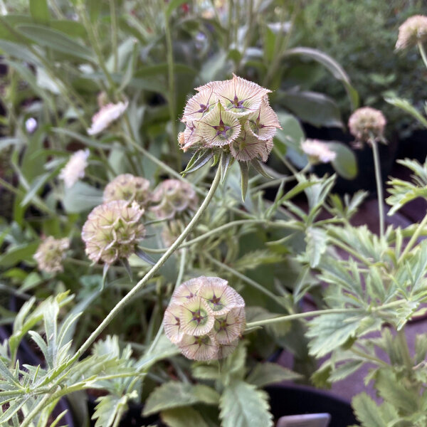 Starflower Scabious Drumsticks (Scabiosa stellata) seeds