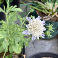 Starflower Scabious Drumsticks (Scabiosa stellata) seeds