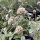 Starflower Scabious Drumsticks (Scabiosa stellata) seeds