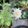Starflower Scabious Drumsticks (Scabiosa stellata) seeds