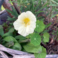 Cream-white Nasturtium Milkmaid (Tropaeolum majus) seeds