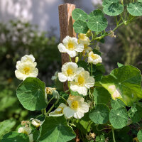 Cream-white Nasturtium Milkmaid (Tropaeolum majus) seeds