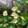 Cream-white Nasturtium Milkmaid (Tropaeolum majus) seeds