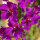 Purple mullein mix (Verbascum phoeniceum) seeds