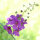Purple mullein mix (Verbascum phoeniceum) seeds