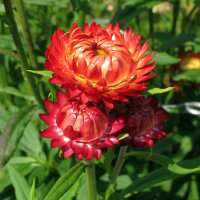 Tall Strawflower ‘Coppery Red’ (Xerochrysum...