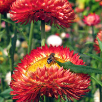 Tall Strawflower ‘Coppery Red’ (Xerochrysum...