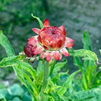 Tall Strawflower ‘Coppery Red’ (Xerochrysum bracteatum) seeds