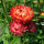 Tall Strawflower ‘Coppery Red’ (Xerochrysum bracteatum) seeds