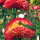 Tall Strawflower ‘Coppery Red’ (Xerochrysum bracteatum) seeds