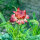 Tall Strawflower ‘Coppery Red’ (Xerochrysum bracteatum) seeds
