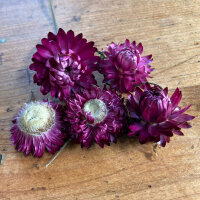 Tall Strawflower ‘Crimson Violet’...