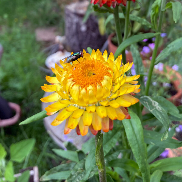 Tall strawflower Lemon Yellow (Xerochrysum bracteatum) seeds