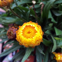 Tall strawflower Lemon Yellow (Xerochrysum bracteatum) seeds