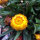 Tall strawflower Lemon Yellow (Xerochrysum bracteatum) seeds