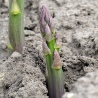Purple Asparagus Argenteuil (Asparagus officinalis)...