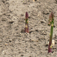 Purple Asparagus Argenteuil (Asparagus officinalis) Organic Seeds