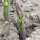 Purple Asparagus Argenteuil (Asparagus officinalis) Organic Seeds