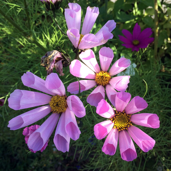 Cosmos mix Sea Shells (Cosmos bipinnatus) seeds