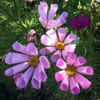 Cosmos mix Sea Shells (Cosmos bipinnatus) seeds