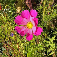 Cosmos mix Sea Shells (Cosmos bipinnatus) seeds