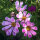 Cosmos mix Sea Shells (Cosmos bipinnatus) seeds