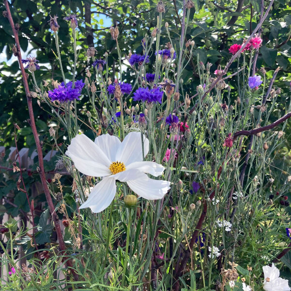 White Cosmos 'Sensation Purity' Seeds - Cosmos bipinnatus