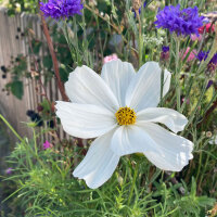 White Cosmos Sensation Purity (Cosmos bipinnatus) seeds