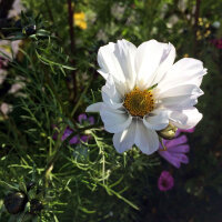 White Cosmos Sensation Purity (Cosmos bipinnatus) seeds