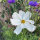 White Cosmos Sensation Purity (Cosmos bipinnatus) seeds