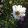 White Cosmos Sensation Purity (Cosmos bipinnatus) seeds
